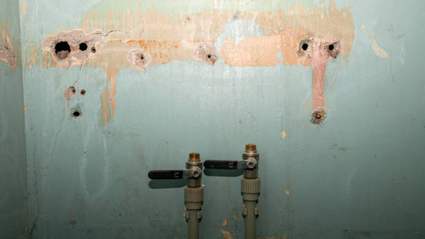 Best Professional water damage repair  in Scotland Neck, NC