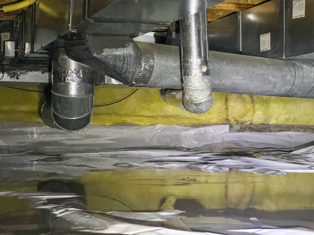 Best Local water damage restoration  in Scotland Neck, NC